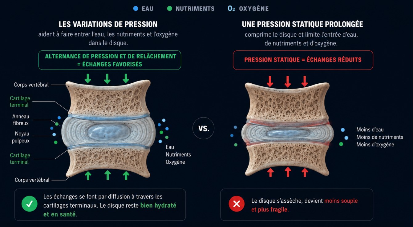 Bouger nourrit tes disques : varier la pression fait entrer l'eau, les nutriments et l'oxygène, alors qu'une pression statique prolongée les prive